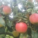 선홍농장 이미지