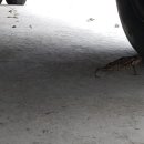 복두꺼비PC 이미지