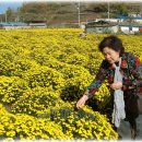 봉정사국화마을 이미지