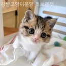 강남고양이분양 러브앤캣 이미지