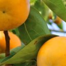 미성농장 이미지