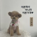 도그온리 이미지