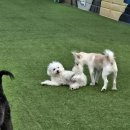 댕편한세상 이미지