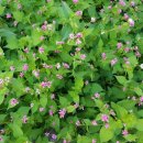 풀잎유통 이미지