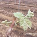 왕박씨농장 이미지