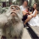 신성가축약품 | 🇮🇩 발리 우붓 몽키포레스트 리뷰::: ⚠️원숭이에게 물려서 응급처치 / 공수병 증상 및 백신 ⛔ 자녀 동반...