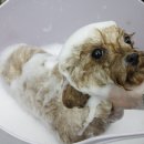 샵 세린파크 이미지