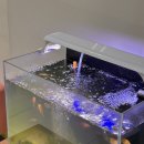 레몬사우나 이미지