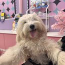 아지트댕댕 이미지