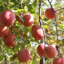 김기수 농장 이미지