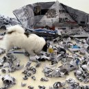 멍스타애견 이미지