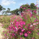 월항초등학교 이미지