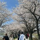 대미마을회관 | 충주 벚꽃명소 충주댐, 하방마을 벚꽃길 개화(26.4.4~4.5) 주차정보