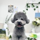 땡큐 펫 살롱 이미지