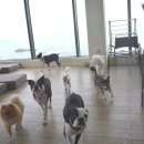 하울팟 부산케어센터 이미지