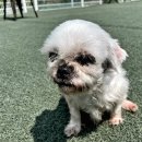 한유복동물병원 네이버블로그