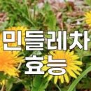 민들레차 효능 뿌리 즙, 꽃말 이미지