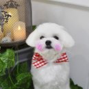 빛나펫살롱 이미지