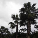 표선리-2 이미지