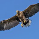 소문난개미 이미지