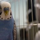 보이스(voice) 네이버블로그