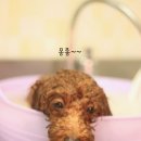 아이러브도그 이미지