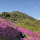 산들나무병원 | Apr. | 울산, 양산, 경주까지 쏘다니고 부산 곳곳 등산했지만 살찐 4월.
