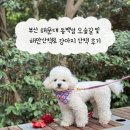 동백섬 | 부산 해운대 동백섬 오솔길 및 해안산책로 강아지 산책 후기