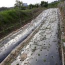 분천농장 이미지