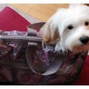 삐삐펫살롱 이미지