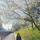 못냄이 | 2025 벚꽃구경, 늦은 후기.