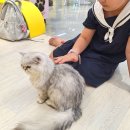 청주고양이카페아이캣유 | 스케일 미쳤음! 초대형 청주고양이카페 쵸이캣 (만화카페+오락실까지 갓벽)