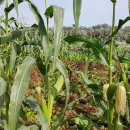 한국농장 이미지