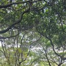 카멜리아한의원 이미지