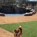 멍멍드림 이미지