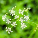 신용전제 이미지