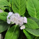 감로농장 이미지