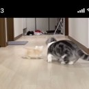 스푼필라프앤파스타 이미지