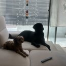sum | 공격성, 분리불안 해결 방법 공개! "포기했던 우리 반려견..." 부산, 김해, 창원 K9 애견훈련소 리얼 후기