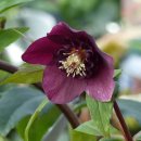 예쁜꽃그리기(보테니컬아트) | [보태니컬 아트] 마음속에 피어난 작은 정원, 겨울을 이기는 꽃 '크리스마스 로즈' 그리기