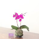 사파동430 이미지