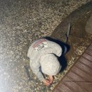 우리할인마트(이동환)(3293) | #4 서울근교 시흥 물왕숲캠핑파크 21번(+퇴근캠,우중캠핑)