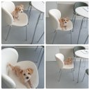 해피독쌤 이미지