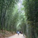 (주)군민운수 | 전남 담양 가볼만한 곳 죽녹원, 주차장 입장료 아이랑 다녀온 코스 정문 추천?