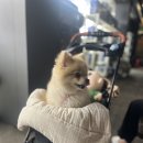 메디F | 강아지 관절 영양제 메디퍼피 액티브 F 급여 후기