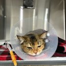 펫웨이브 동물의료센터 이미지