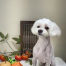 아미고펫 이미지