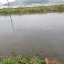 덕교천 네이버블로그