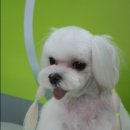 모모애견 이미지