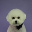 멜로디펫살롱 이미지